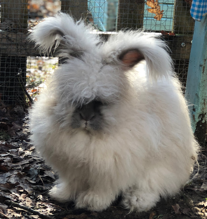 Tips to Prevent Overweight Angora Rabbits