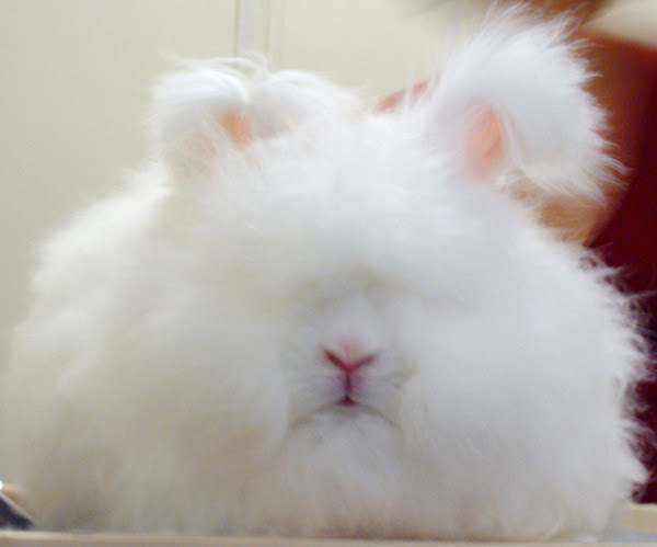 Tips to Prevent Overweight Angora Rabbits